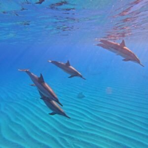 Experience the magic of dolphins in their natural habitat.