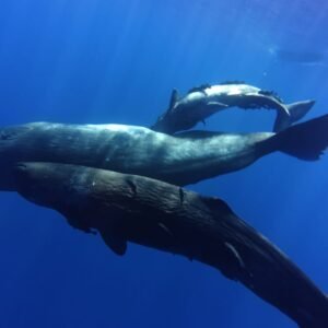 Combined the magic of dolphins & whales experience in their natural habitat.